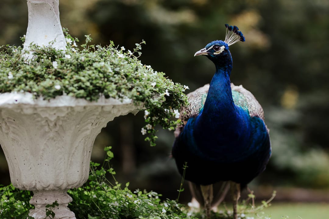 peacock in the garden marlfield house gorey wexford